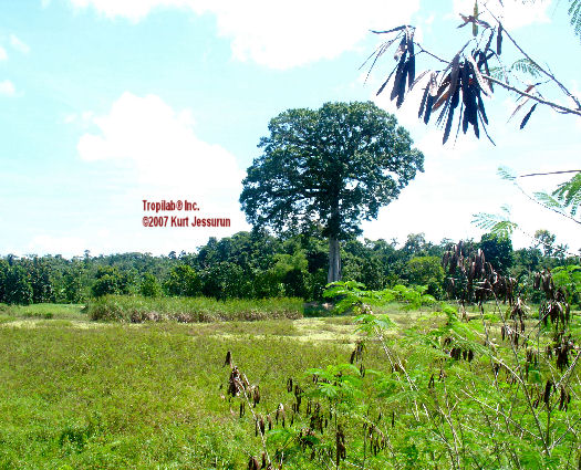 Ceiba Pentandra, Kapok tree